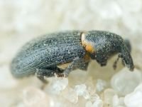 Mecinus collaris