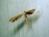 Emmelina monodactyla