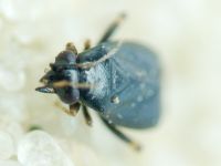 Chlamydatus pullus