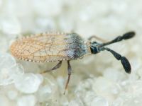 Copium teucrii