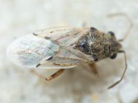 Nysius