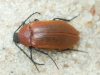 Pseudocistela ceramboides