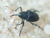 Archarius (Archarius) pyrrhoceras