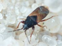 Tropistethus holosericus