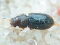Orthocis lucasi