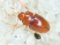 Mycetaea subterranea