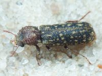 Lichenophanes varius