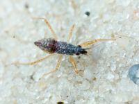 Nabidae