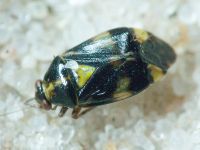 Liocoris tripustulatus