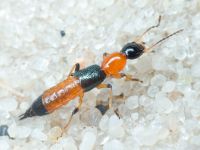Staphylinidae