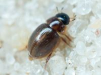Coleoptera
