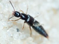Staphylinidae