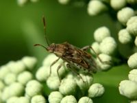 Stictopleurus punctatonervosus