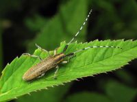 Agapanthia villosoviridescens
