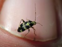 Liocoris tripustulatus