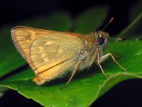 Ochlodes sylvanus