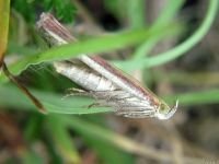 Oncocera (Alophia) semirubella