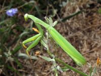 Mantis religiosa