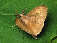 Lymantria dispar