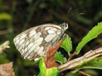Melanargia galathea