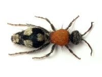 Dasylabris maura