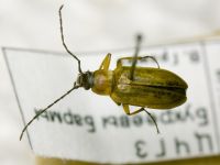 Cteniopus sulphureus