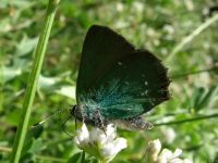Callophrys rubi