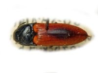 Ampedus (Ampedus) sanguinolentus