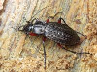 Carabus (Carabus) granulatus