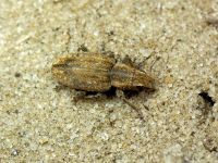 Sitona lepidus