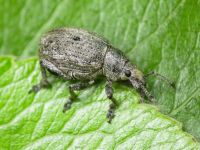 Attactagenus albinus