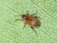 Hypera (Hypera) nigrirostris