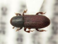 Hylastes brunneus