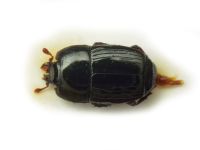 Platysoma compressum