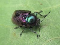 Cryptocephalus (Cryptocephalus) sericeus