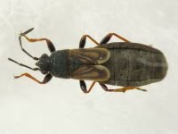 Ischnodemus sabuleti