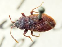 Drymus (Sylvadrymus) brunneus