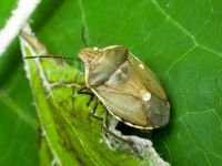 Chlorochroa pinicola