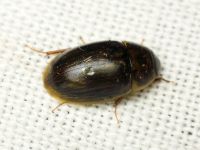 Enochrus