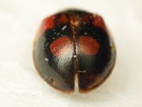 Adalia bipunctata