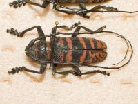 Cerambycidae