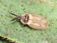 Dictyonota strichnocera