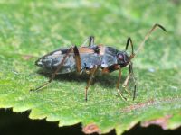 Beosus quadripunctatus