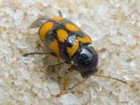 Cryptocephalus (Cryptocephalus) octacosmus