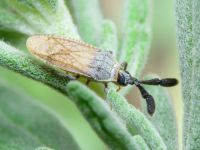 Copium teucrii