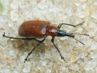 Lasiorhynchites (Stenorhynchites) coeruleocephalus