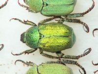 Hoplia