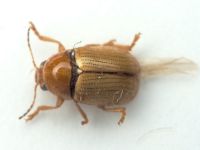 Cryptocephalus