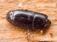 Cylister elongatus