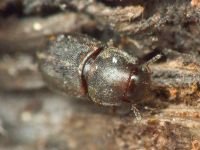 Orthocis lucasi